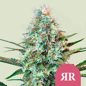 Royal Runtz-image