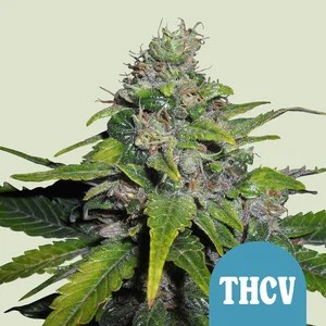 Royal THCV-image