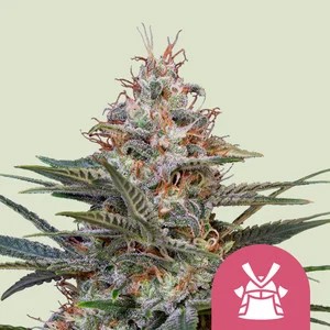Shogun-image