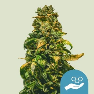 Solomatic CBD-image