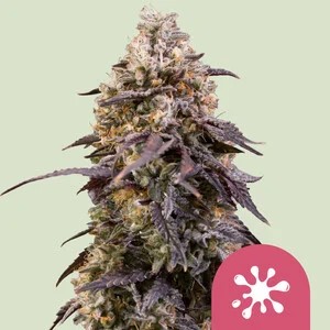 Sticky Queen-image