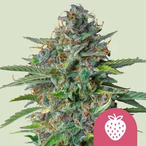 Strawberry Cough-image