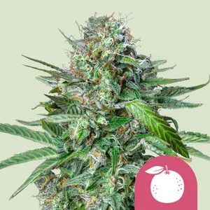 Tangie-image