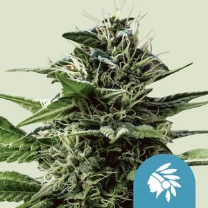 Tatanka Pure CBD-image