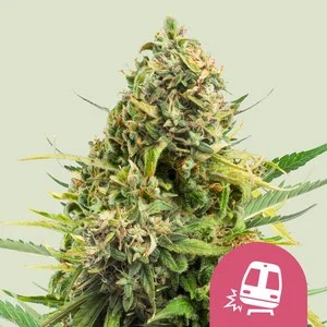 Trainwreck-image