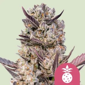 Tropicana Cookies Purple-image