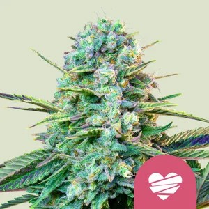 Wedding Crasher-image