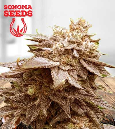 Cola Kush Fast Version-image