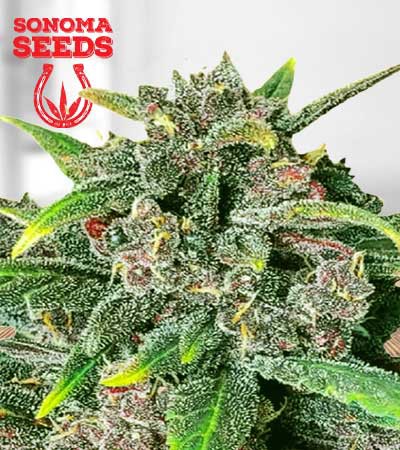 Corona Kush Feminized Fast Version