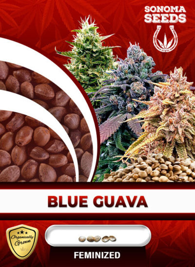 Blue Guava
