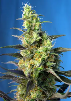 Ice Cool CBD