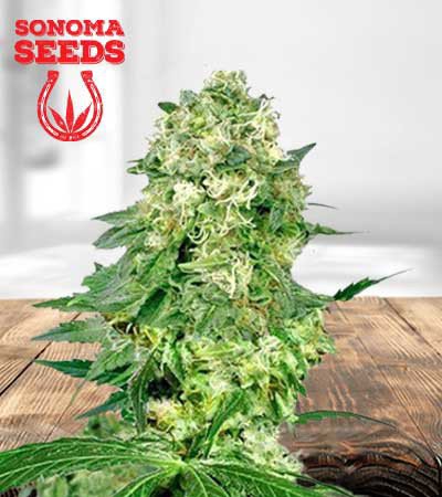 Flower Bomb Kush