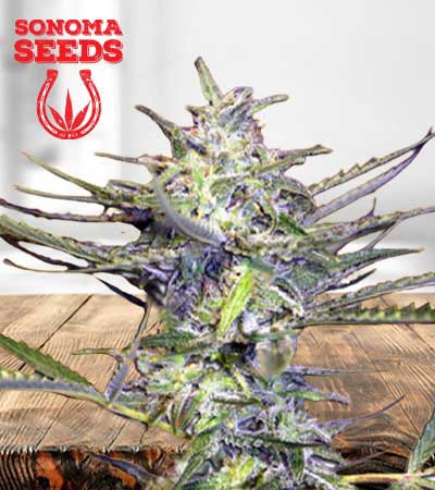 Grape Drink Autoflowering