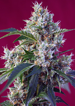 indigo-berry-kush-image