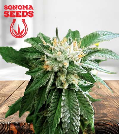 Shiatsu Kush Regular-image