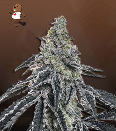 Afghan Chocolope Fast Version-image