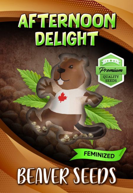 Afternoon Delight-image