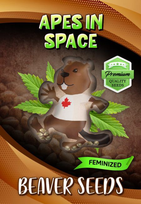 Apes in Space-image