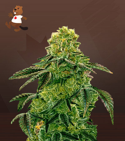 Apple Fritter