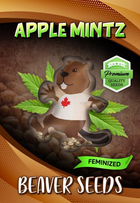 Apple Mintz-image