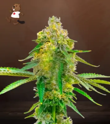 Auto CBD Fruit