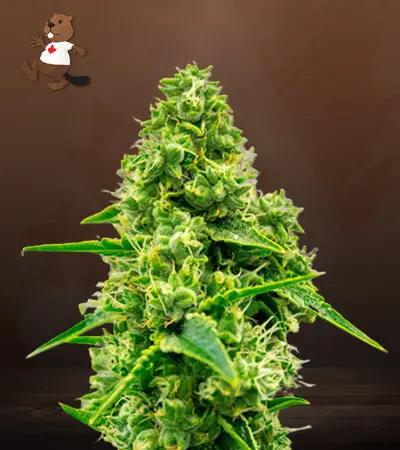 Auto CBD Jack Herer