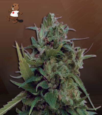 Auto Solomatic