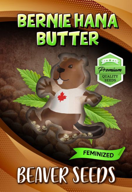 Bernie Hana Butter-image
