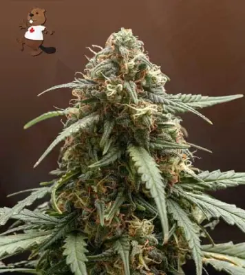 Berry Autoflowering