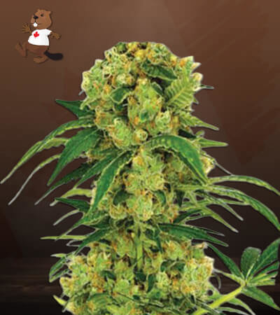 Big Bud Fast Version