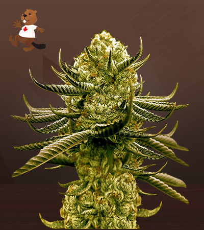 Black Cherry Gelato-image