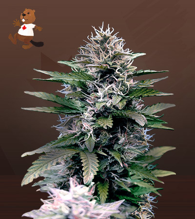 Black Diamond-image