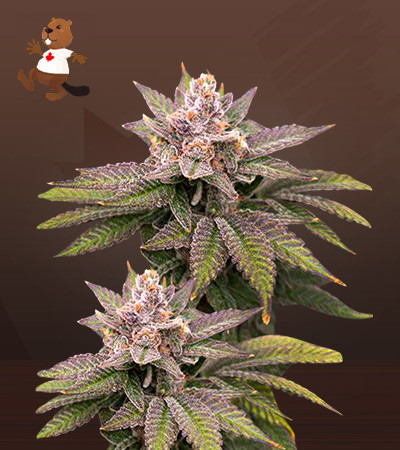 Black Diamond CBD-image