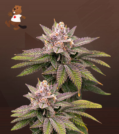 Black Diamond CBD