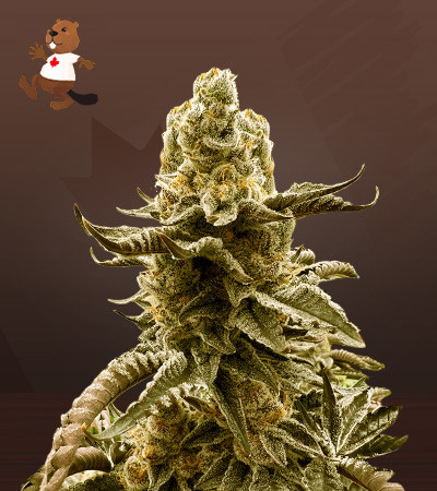 Black Truffle-image