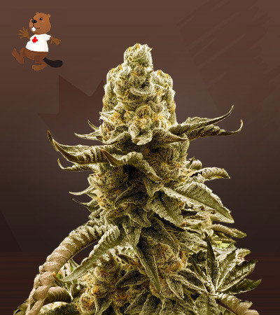 Black Truffle