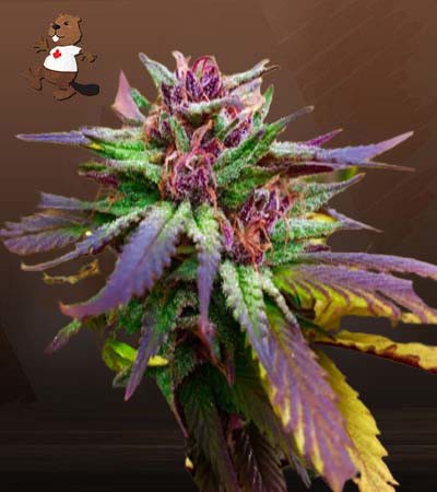 Blue Diesel Regular-image