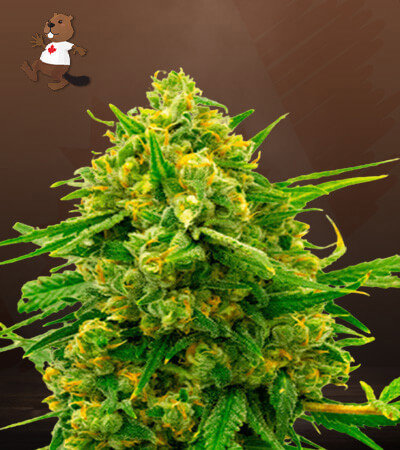 Blue Headband