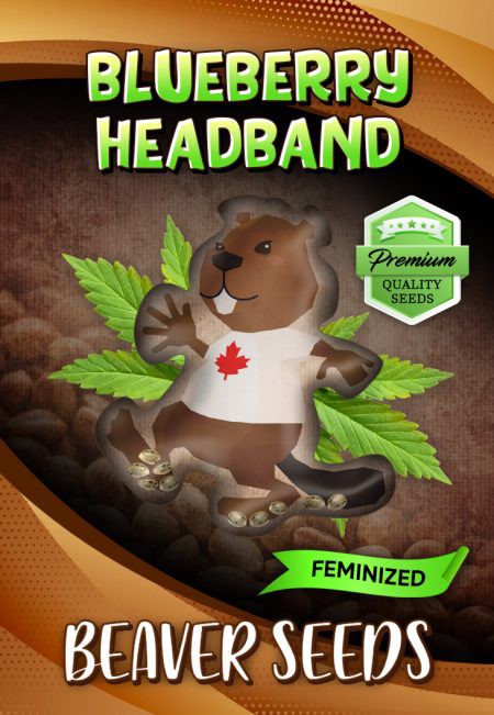 Blueberry Headband-image