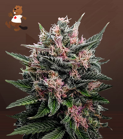 Blueberry Muffin-image