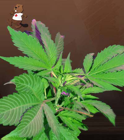 Bubba God Regular