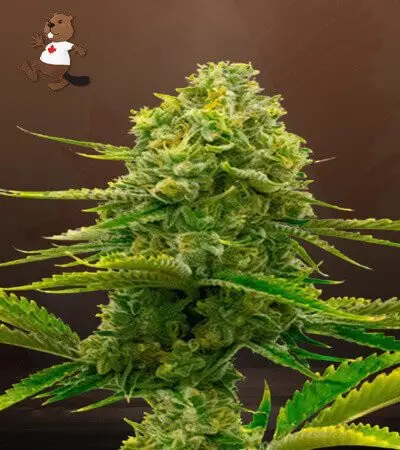 Bubblegum