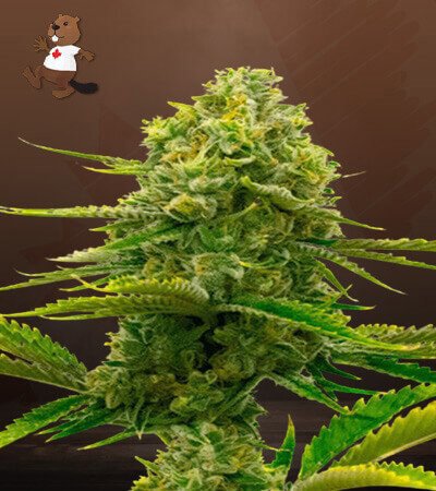 Bubblegum