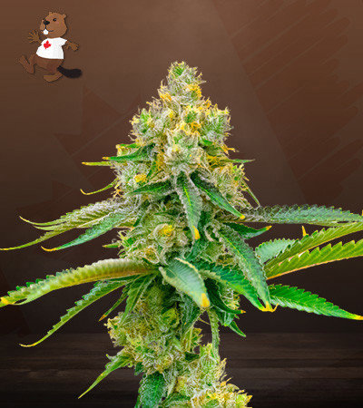 Bubblegum Haze