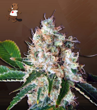 Bubblicious-image