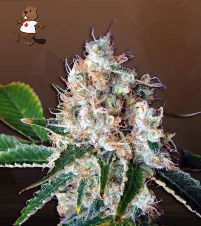 Bubblicious