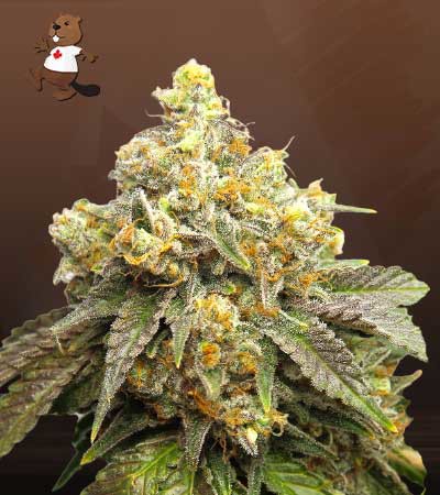 Cake Batter-image