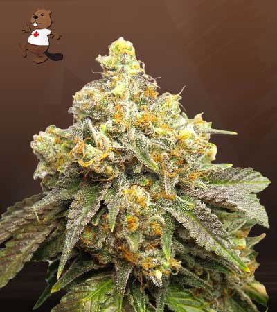 Cake Batter