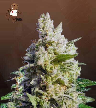 Cali Kush CBD Flower-image