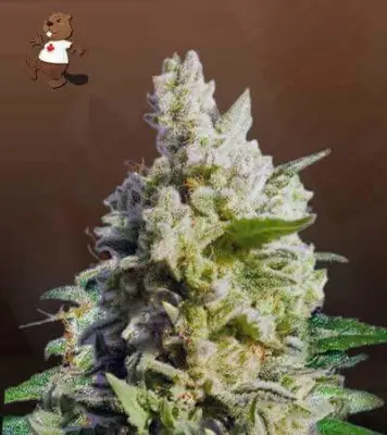 Cali Kush CBD Flower